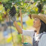 CIVC extranet : services numériques pour viticulteurs modernes