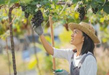 CIVC extranet : services numériques pour viticulteurs modernes