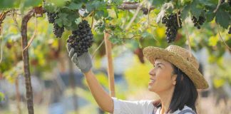 CIVC extranet : services numériques pour viticulteurs modernes